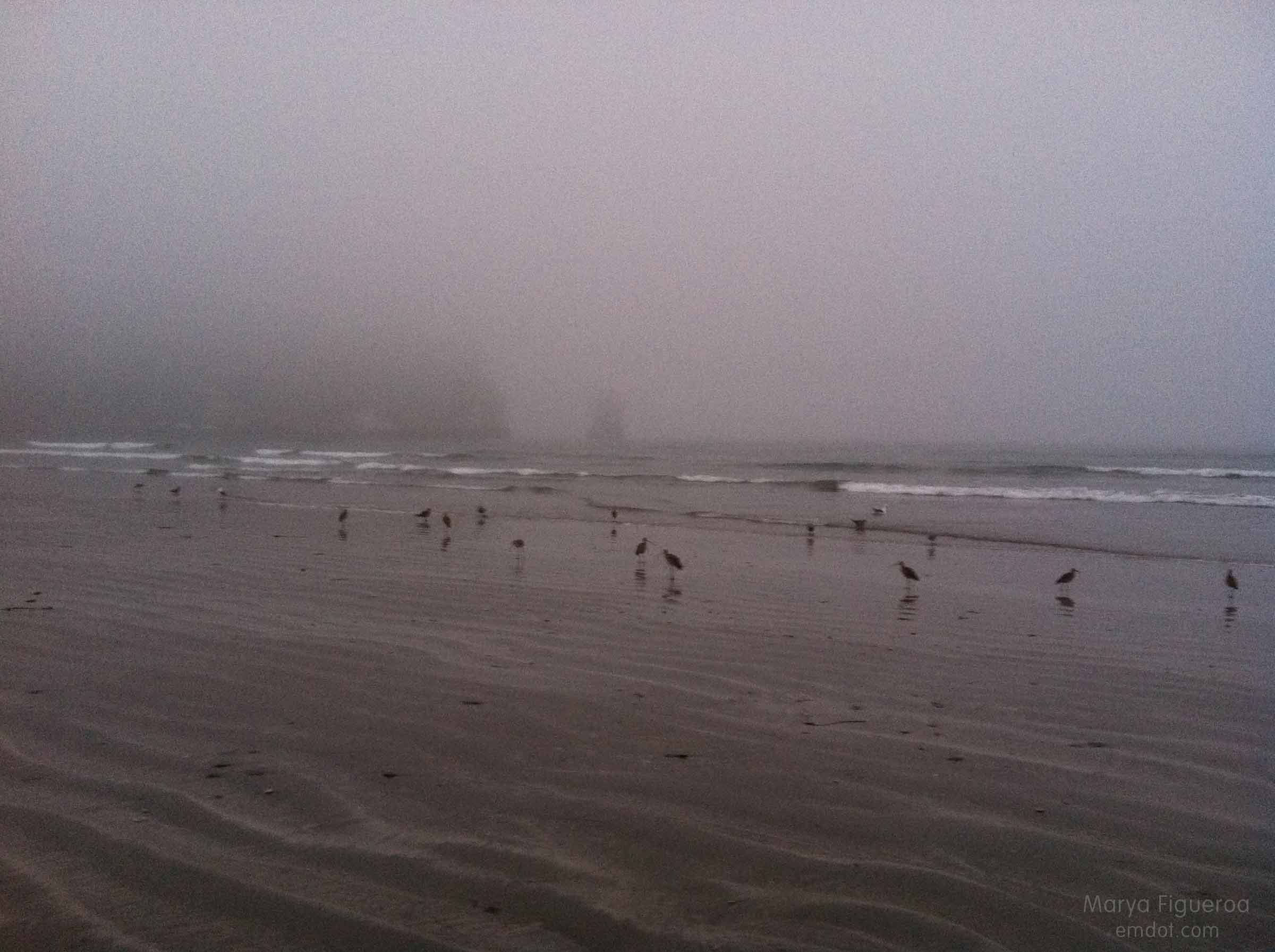 foggy beach at morro rock