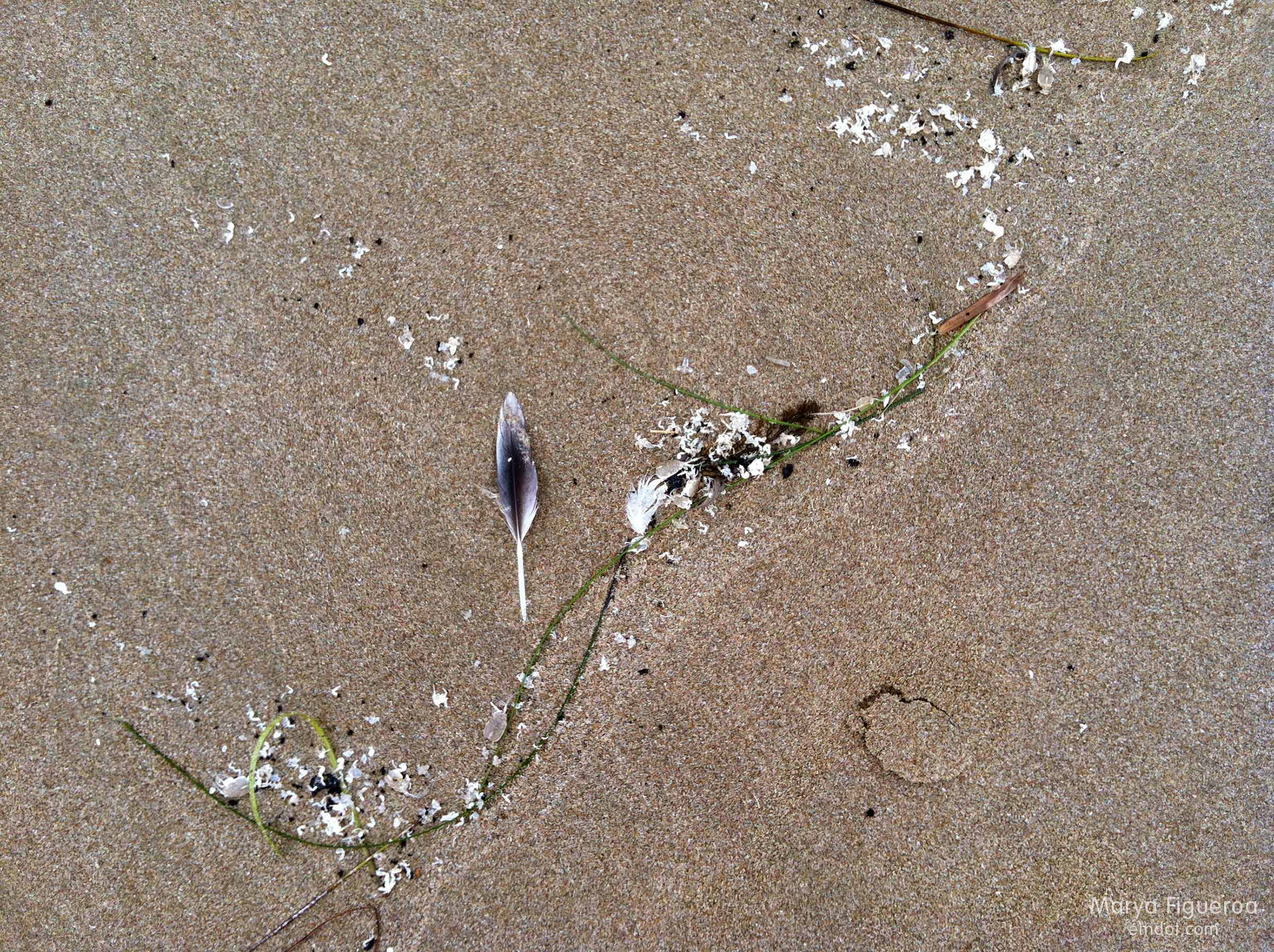 feather in the sand