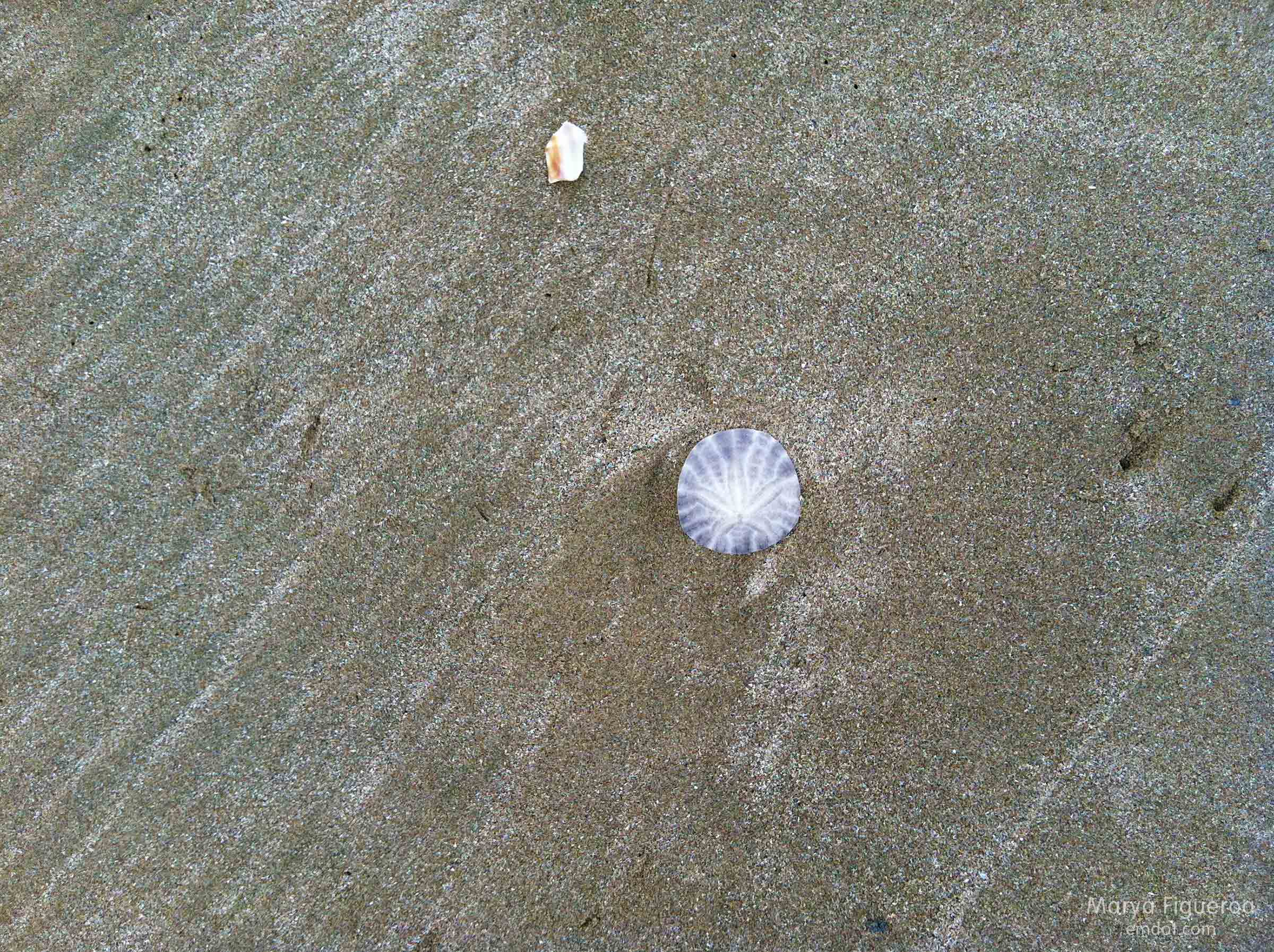one white sand dollar with purple markings on the dark sand
