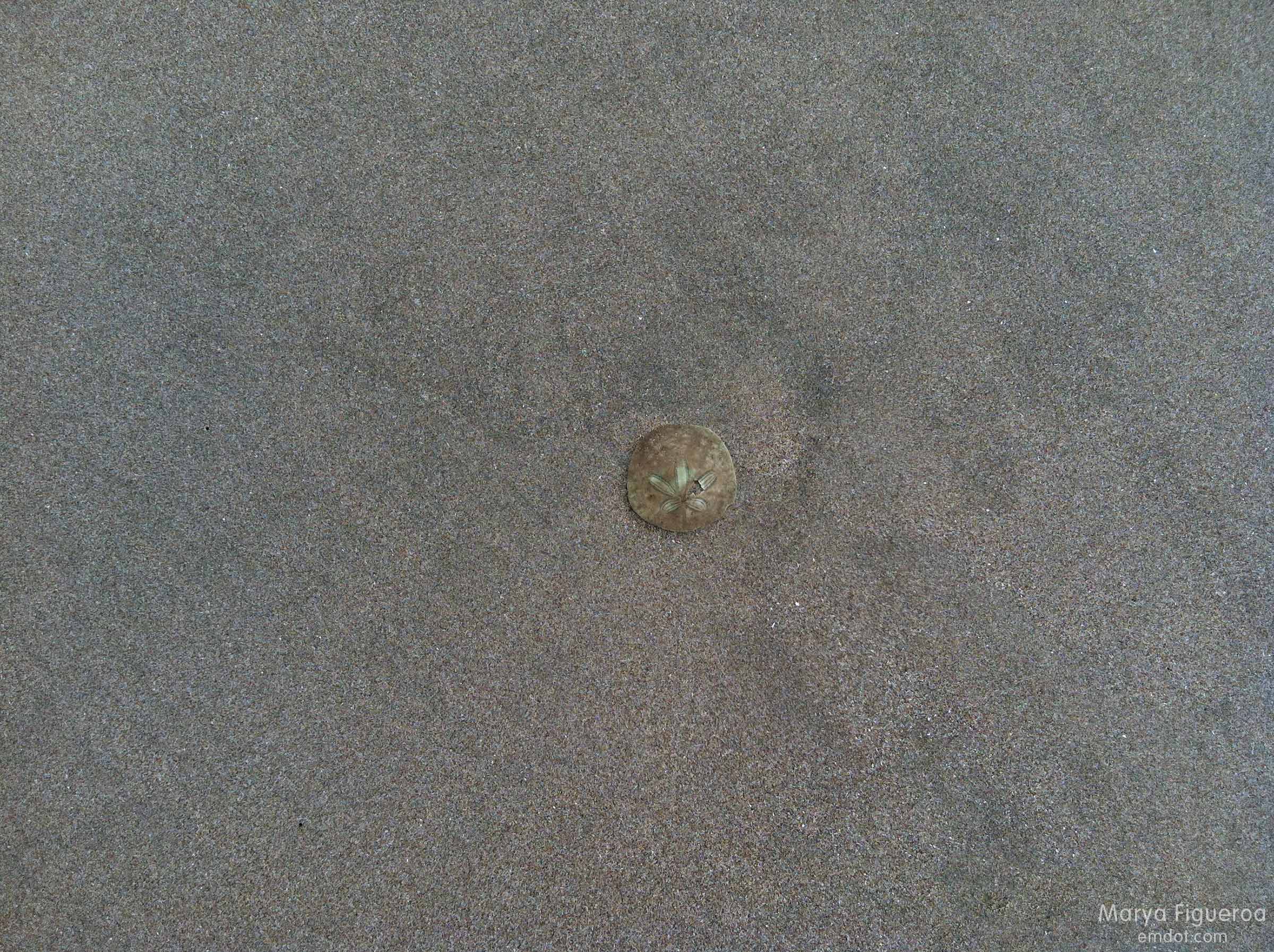 sand dollar that blends in with the sand