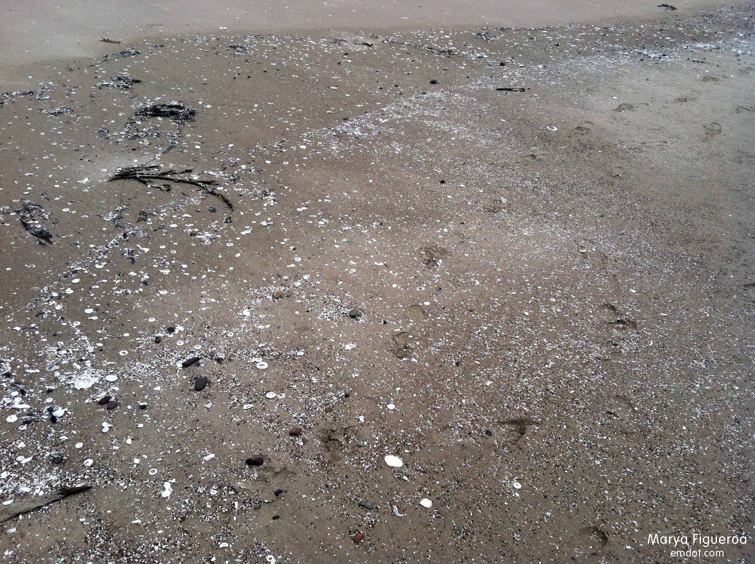 tide line where shells have been pushed up the beach