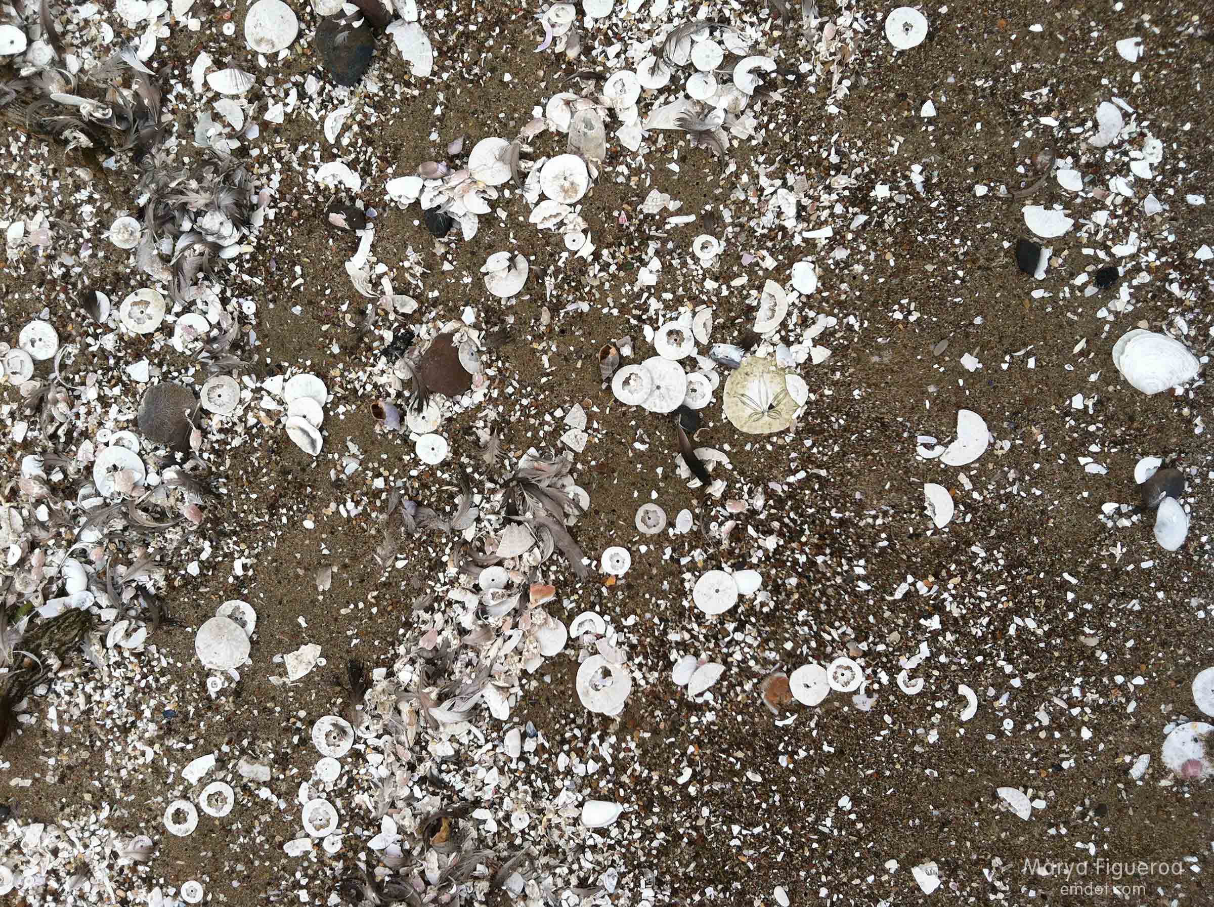 Brown wet sand almost white with broken shells
