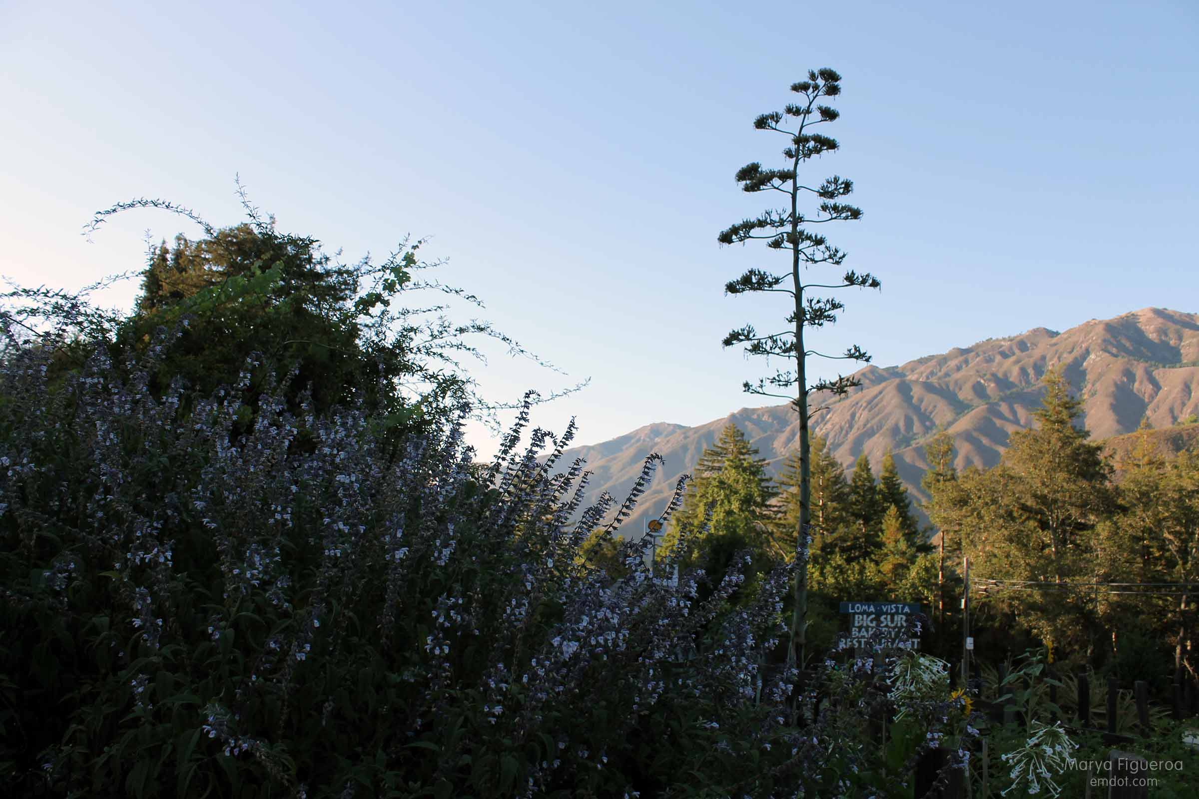 agave reaching