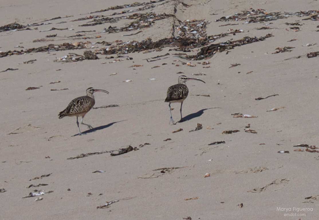 curlews