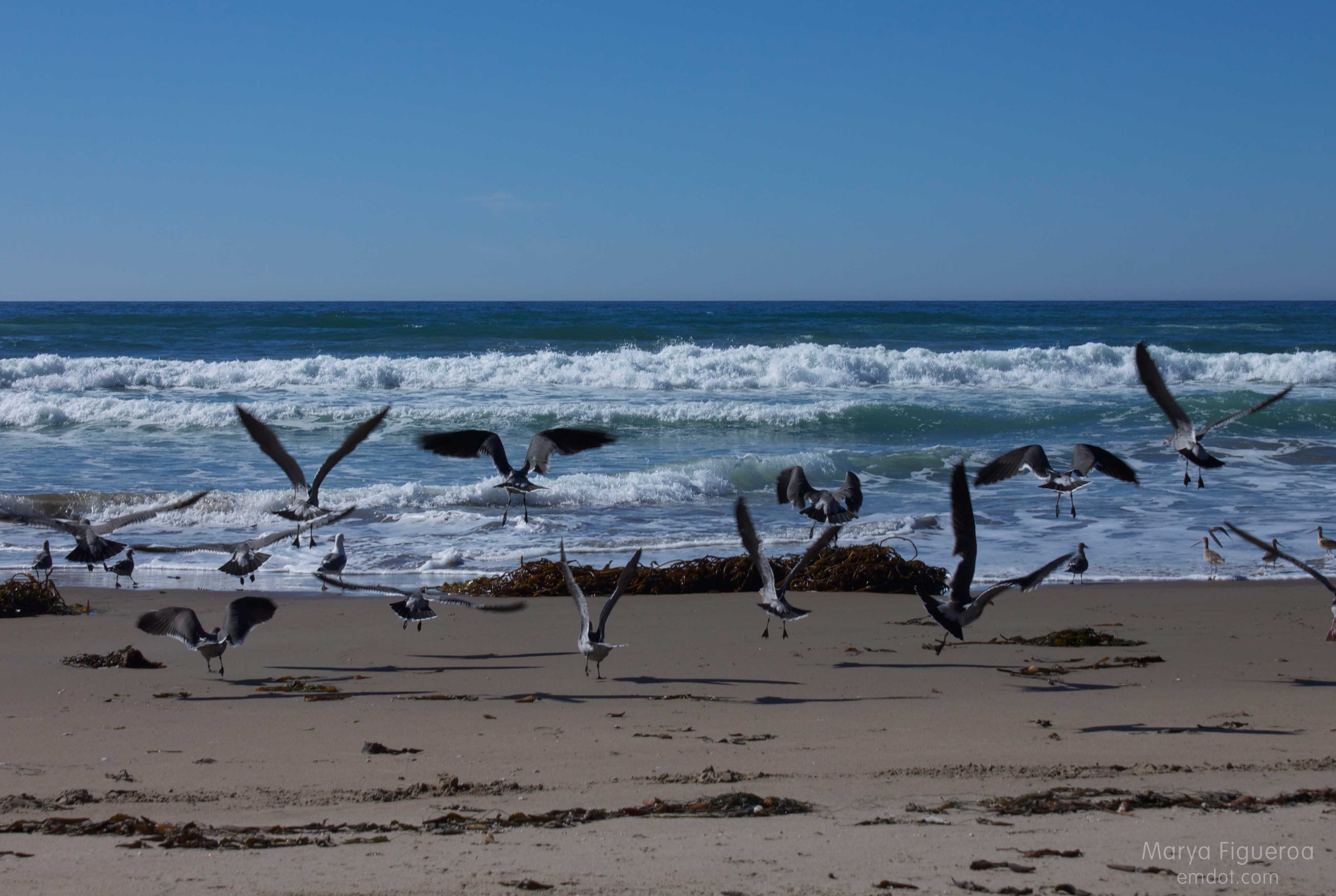 heerman's gulls flying away