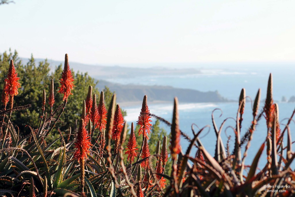 Aloe and coastline