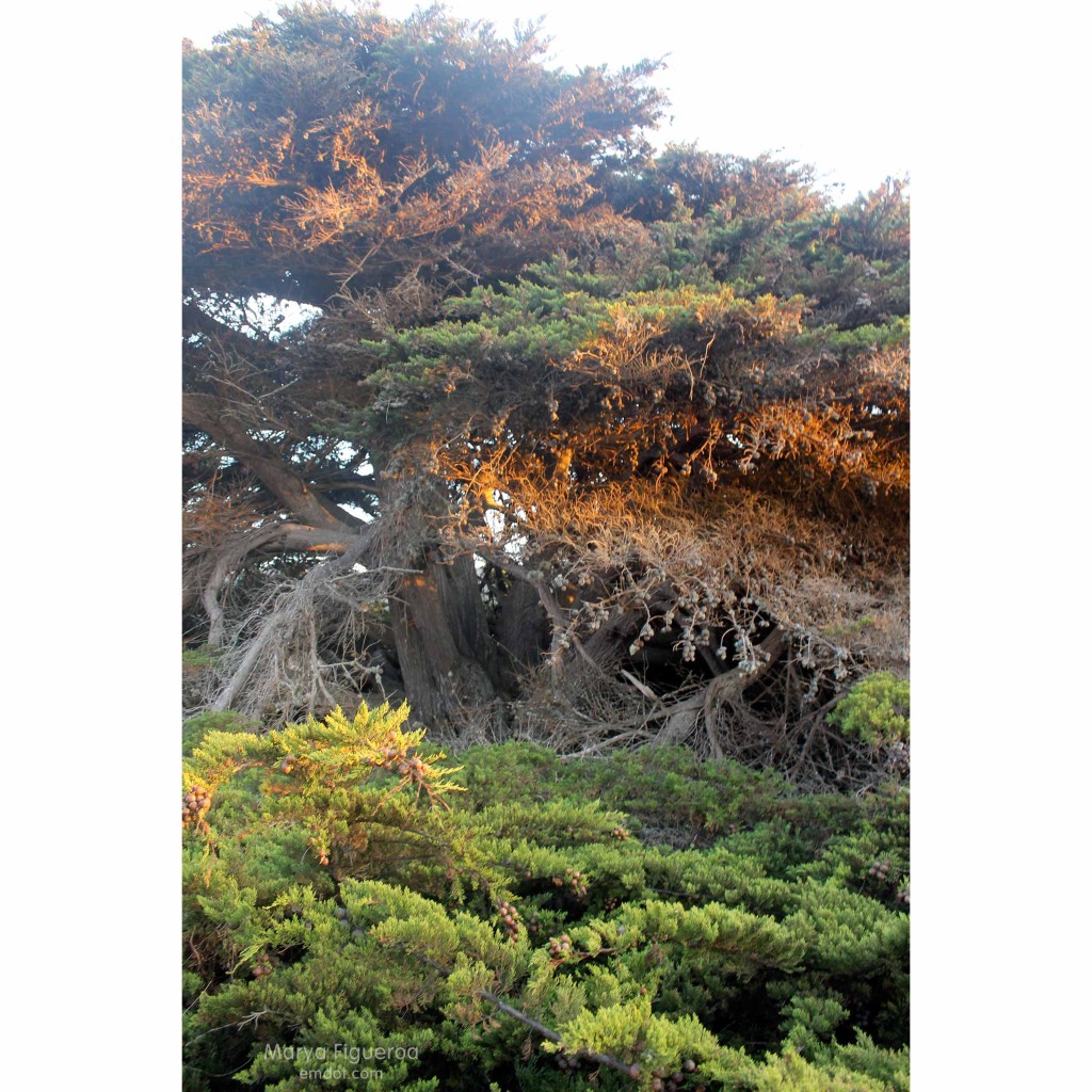 cyprus, part green, part dead, colored by sunset