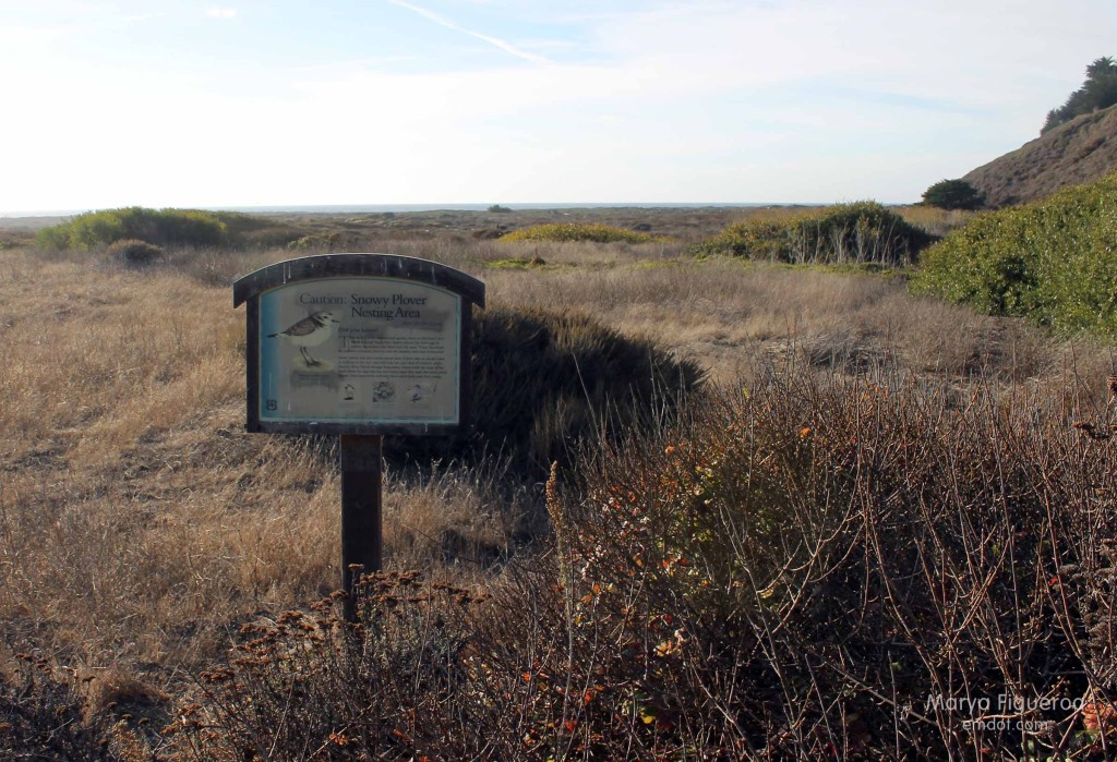 Plover posted: yield to the plover