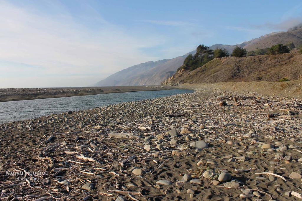 driftwood along San Carpoforo creek