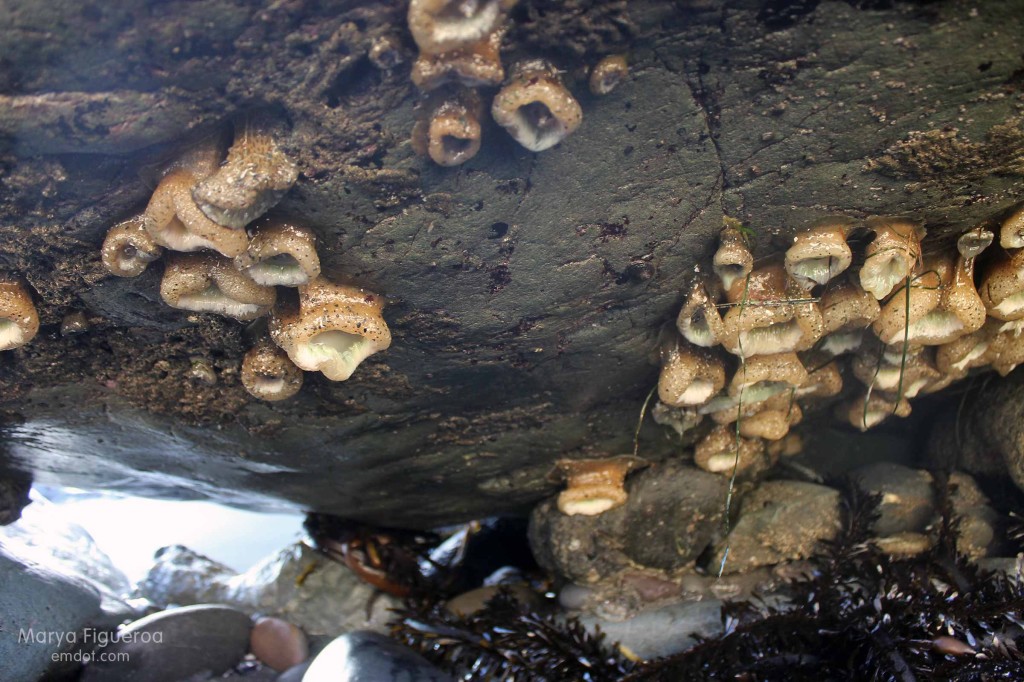 hanging anemone